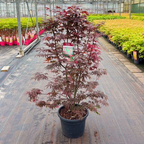 Acer palmatum 'Bloodgood'