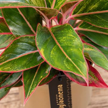 Aglaonema 'Jungle Red'