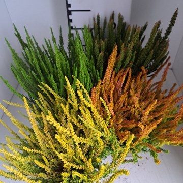 Calluna vulgaris GARDEN GIRLS SUNSET GIRLS MIX