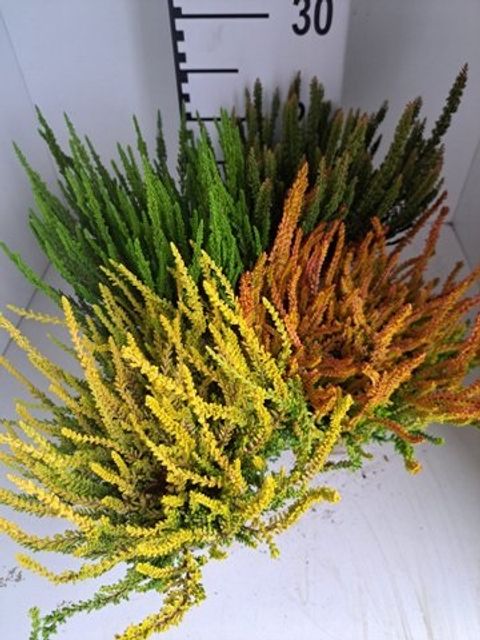 Calluna vulgaris GARDEN GIRLS SUNSET GIRLS MIX