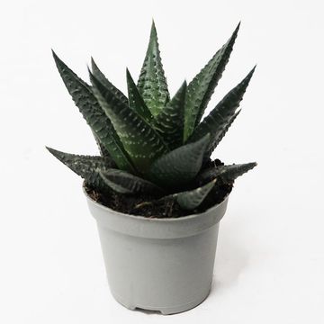 Haworthia limifolia