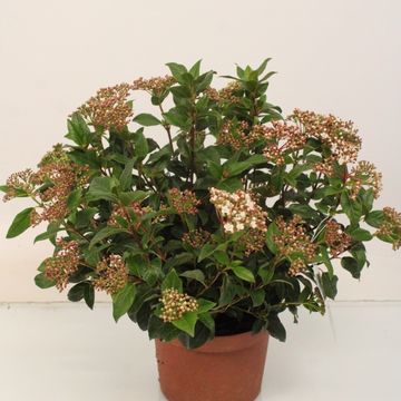 Viburnum tinus