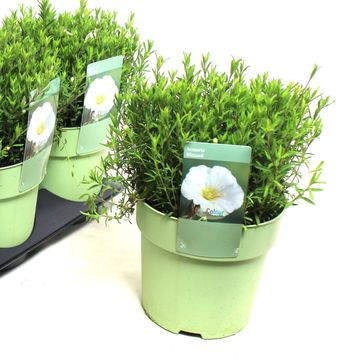 Arenaria montana SUMMER WHITE