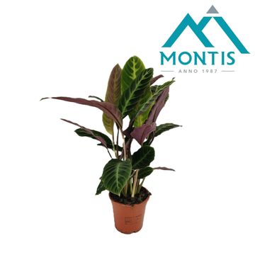 Calathea warscewiczii
