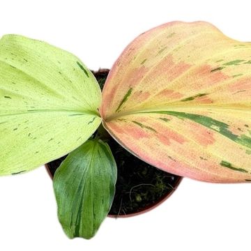 Kaempferia pulchra 'Variegata'