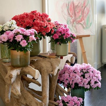 Rhododendron AZALEA MIX IN POT