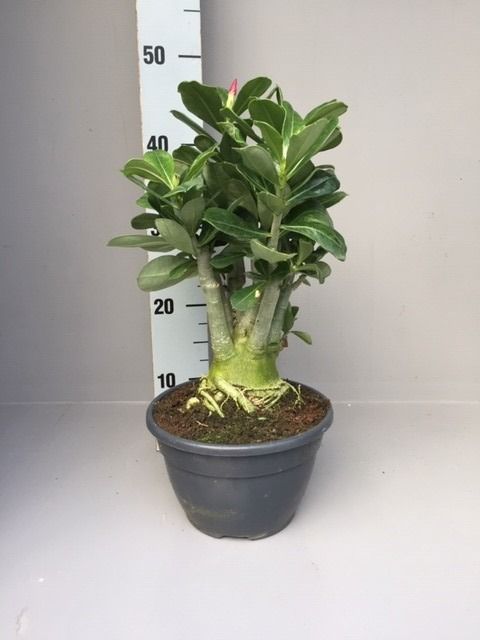 Adenium obesum