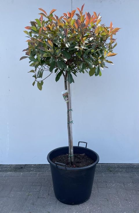 Photinia x fraseri 'Red Robin'