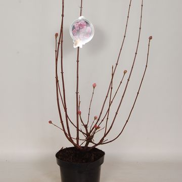 Viburnum x bodnantense 'Charles Lamont'