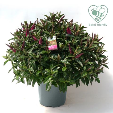 Hebe HEBEDONNA NIKKA