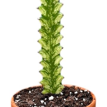 Euphorbia lactea 'Variegata'