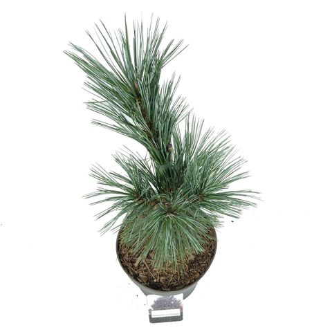 Pinus flexilis 'Vanderwolf's Pyramid'