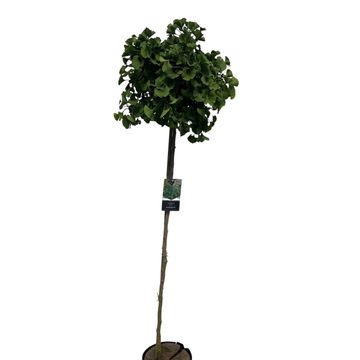 Ginkgo biloba 'Mariken'