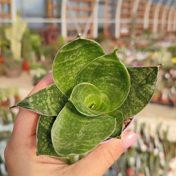 Sansevieria trifasciata 'Green Hahnii'