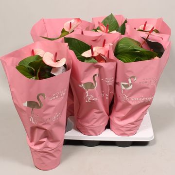 Anthurium 'Flamingo Pink'