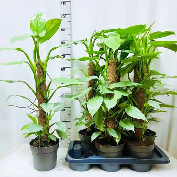 Filodendron 'Silver Queen'