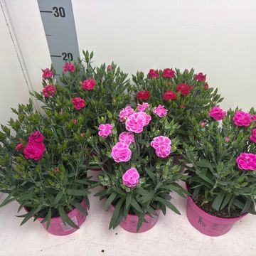 Dianthus PEMAN MIX