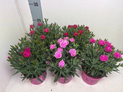 Dianthus PEMAN MIX