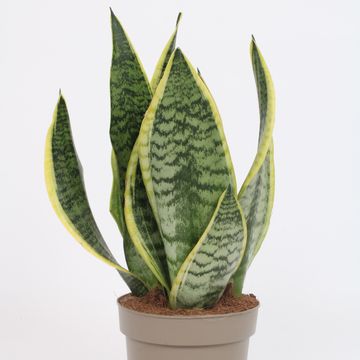 Sansevieria trifasciata 'Futura Superba'