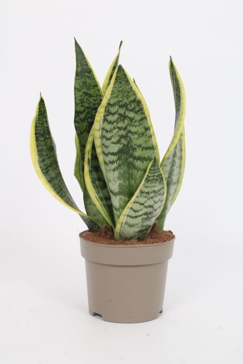 Sansevieria trifasciata 'Futura Superba'