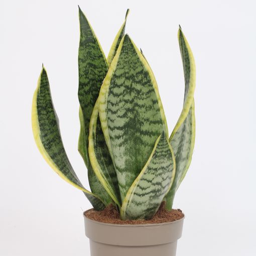 Sansevieria trifasciata 'Futura Superba'