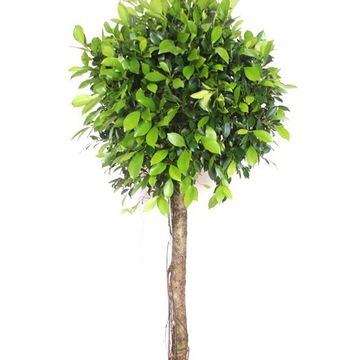 Ficus microcarpa 'Nitida'