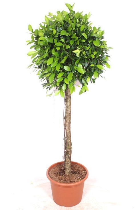 Ficus microcarpa 'Nitida'