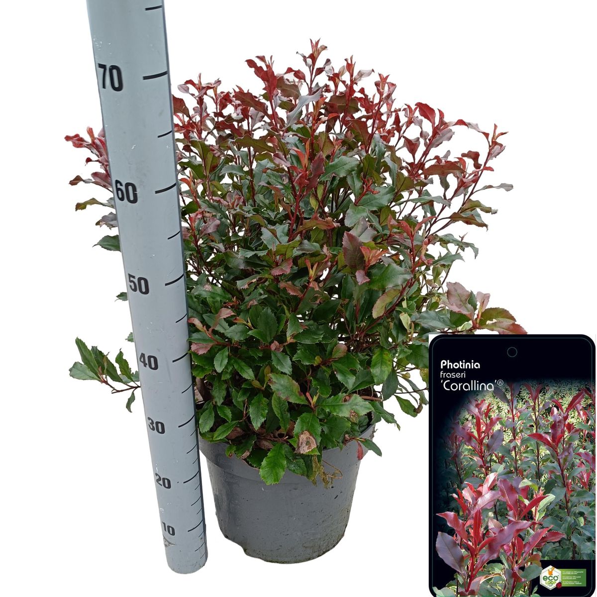 Photinia x fraseri CORALLINA  Vxter grossist FlorAccess