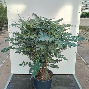 Mahonia japonica 'Hivernant'