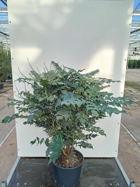 Mahonia japonica 'Hivernant'