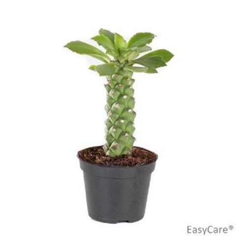 Euphorbia guentheri