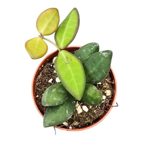 Hoya burtoniae