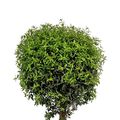 Myrtus communis