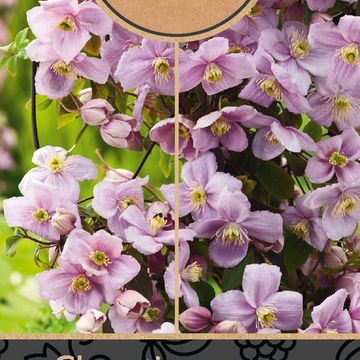 Clematis 'Mayleen' (M)