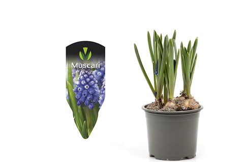 Muscari 'Blue Magic'
