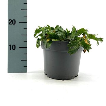 Eryngium x zabelii 'Big Blue'