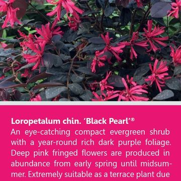 Loropetalum chinense BLACK PEARL