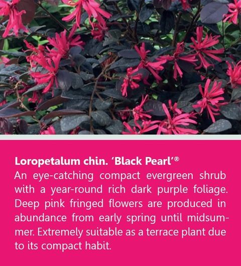 Loropetalum chinense BLACK PEARL