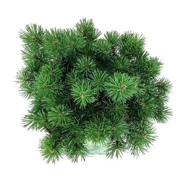 Pinus mugo 'Mops'