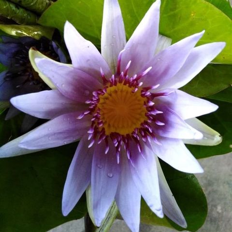 Nymphaea colorata — Plant Wholesale FlorAccess