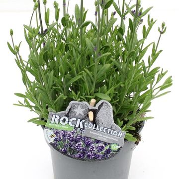 Lavandula angustifolia