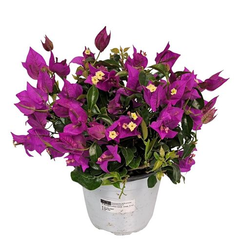 Bougainvillea glabra 'Sanderiana'