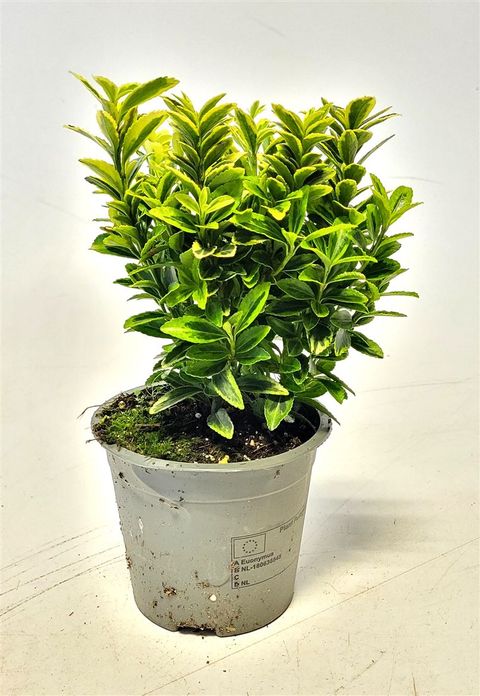 Euonymus japonicus 'Aureomarginatus'