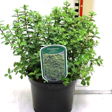 Pittosporum tenuifolium 'Golf Ball'