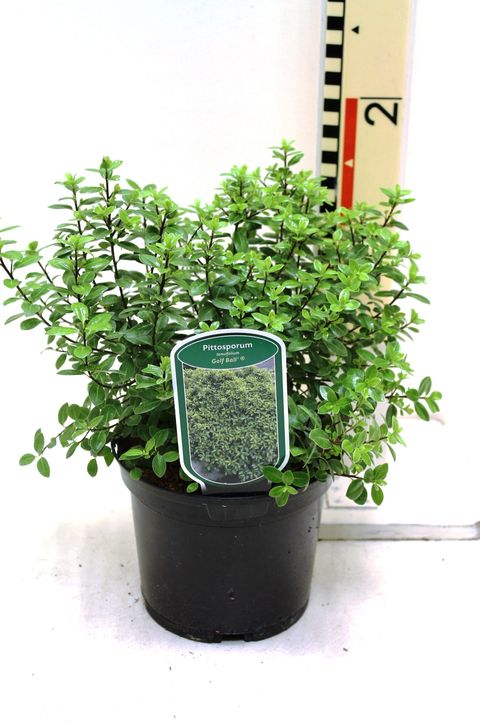 Pittosporum tenuifolium 'Golf Ball'