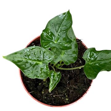 Alocasia 'Frydek Tattoo'