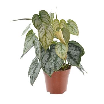 Philodendron brandtianum