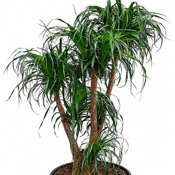 Beaucarnea recurvata