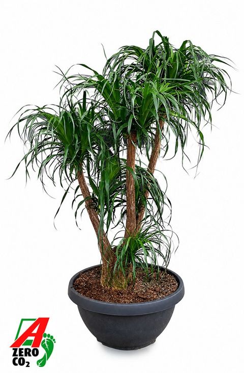 Beaucarnea recurvata