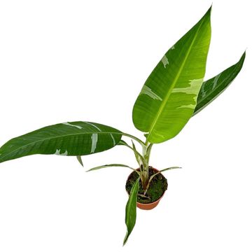 Musa 'Florida Variegata'